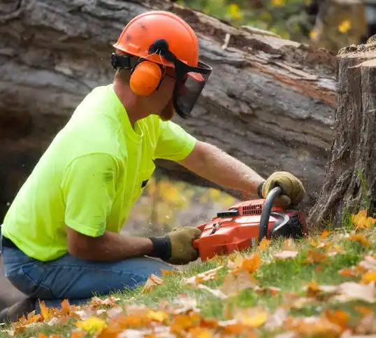 tree services Bedford Heights